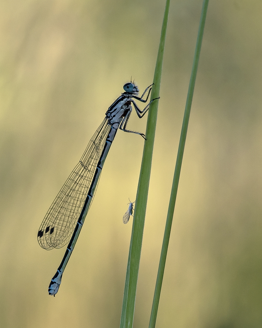 sized_DSC_3916xx