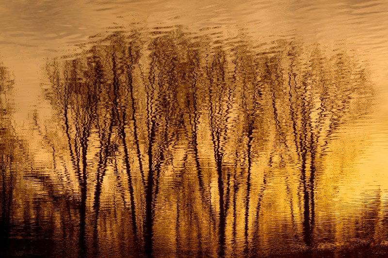 Trees of gold