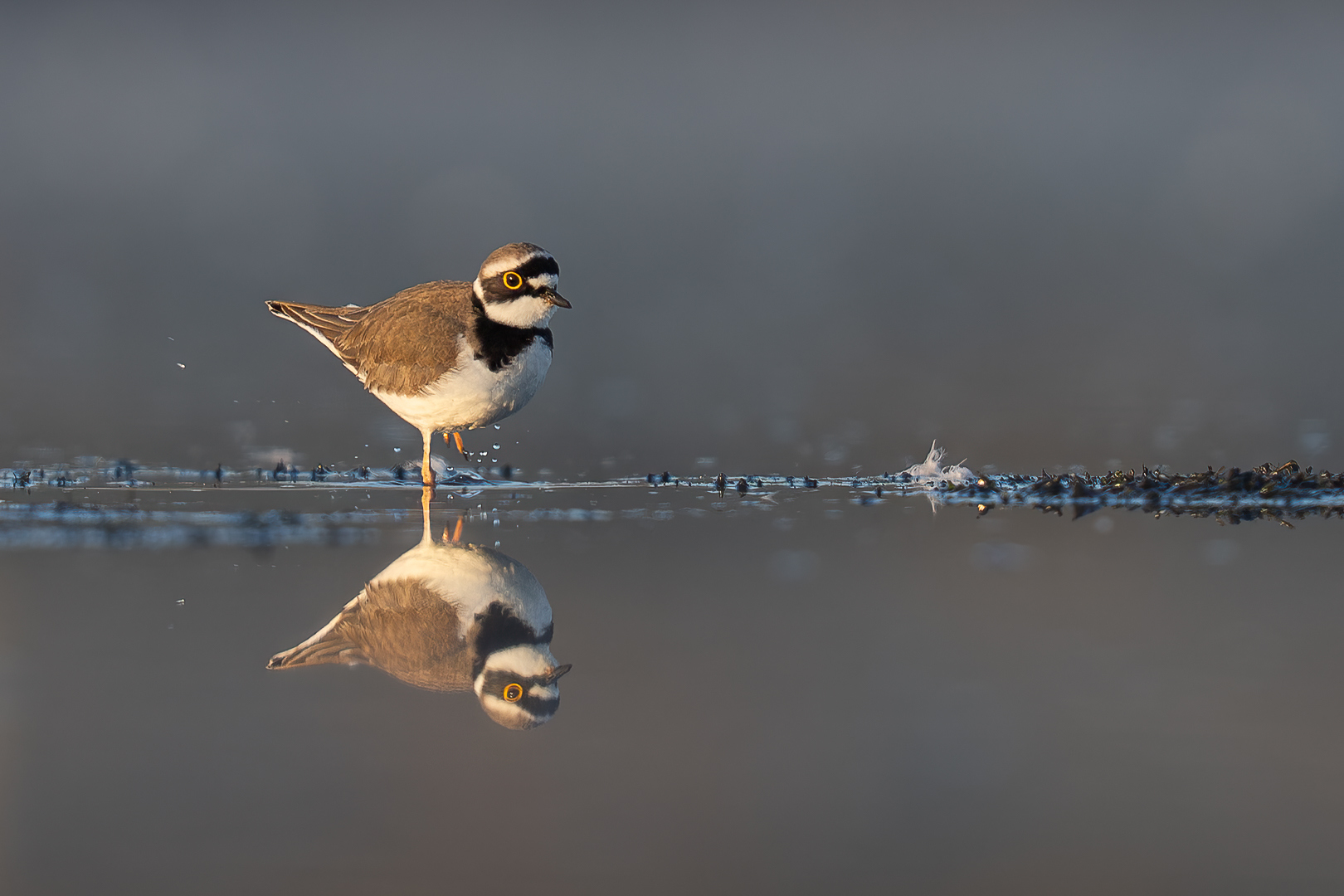 Kleine Plevier - Deel de Natuur - Loes Belovics