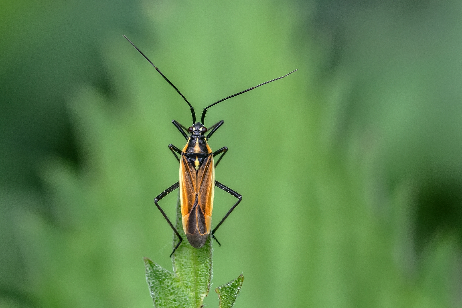 sized_DSC_0839z