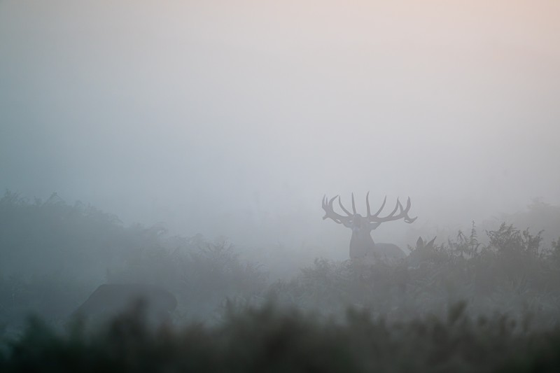 Burlen in de mist