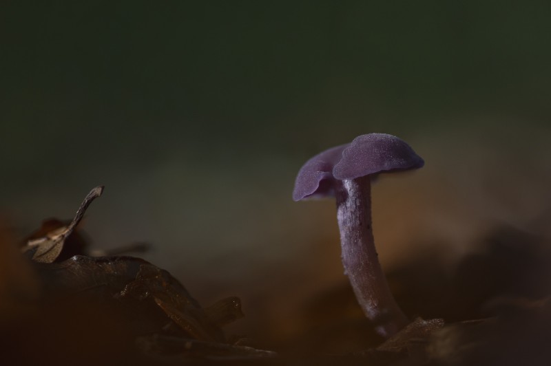 Amethistzwam