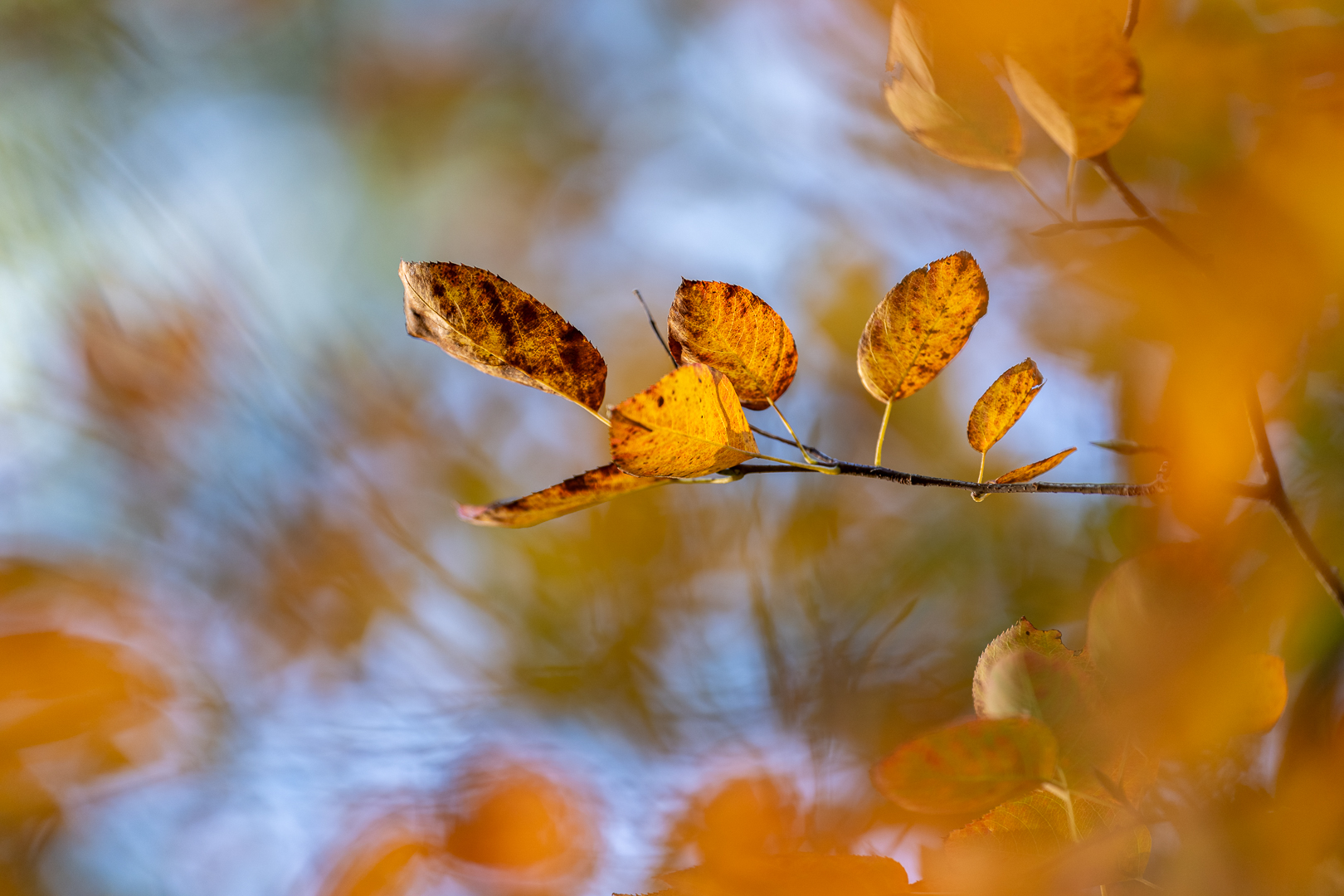 Herfstkleuren - Deel de Natuur - Loes Belovics