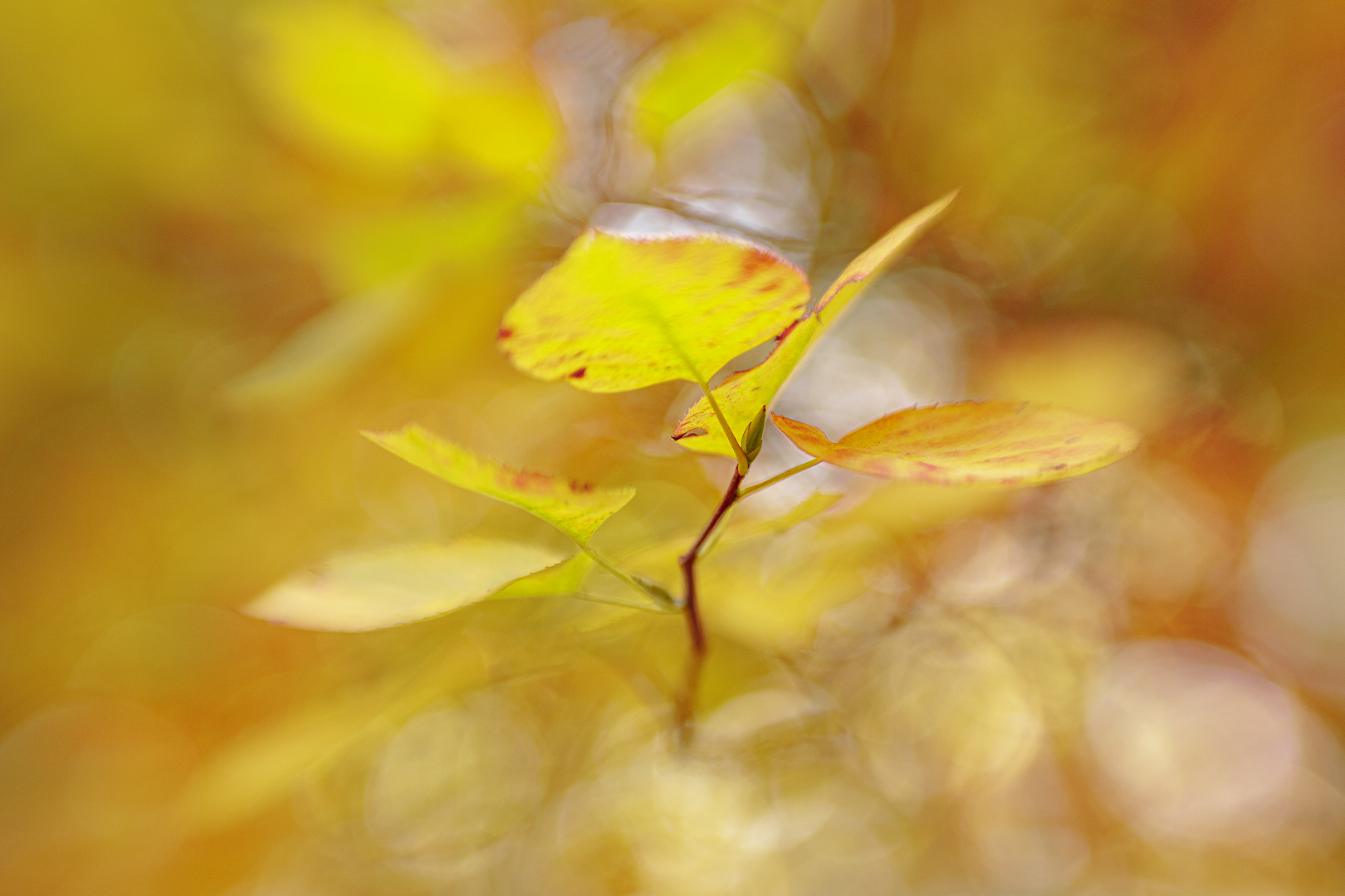 IMG_2577 corr 1080PX sRGB-2