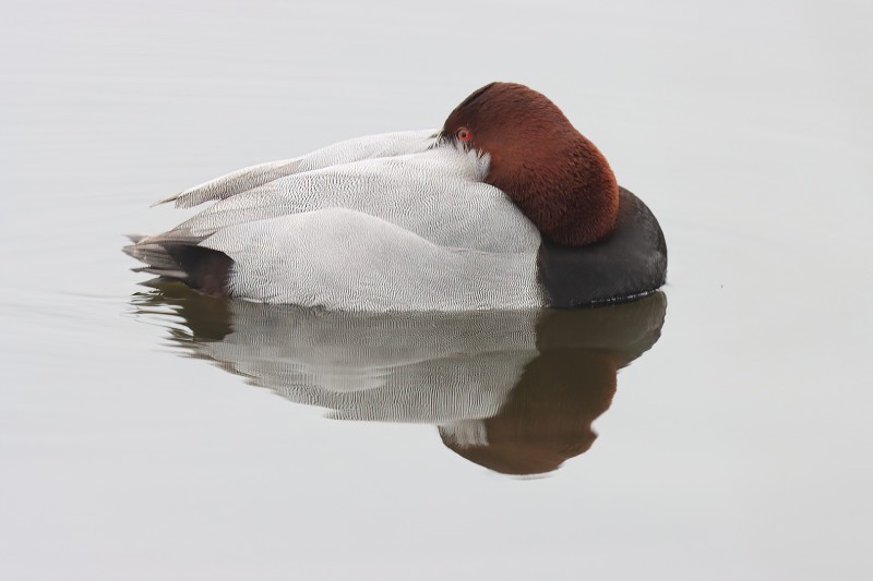 Weerspiegeling in de Westerplas