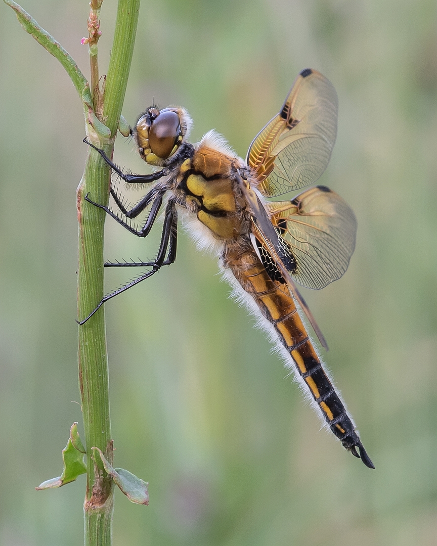 sized_DSC_3939xx