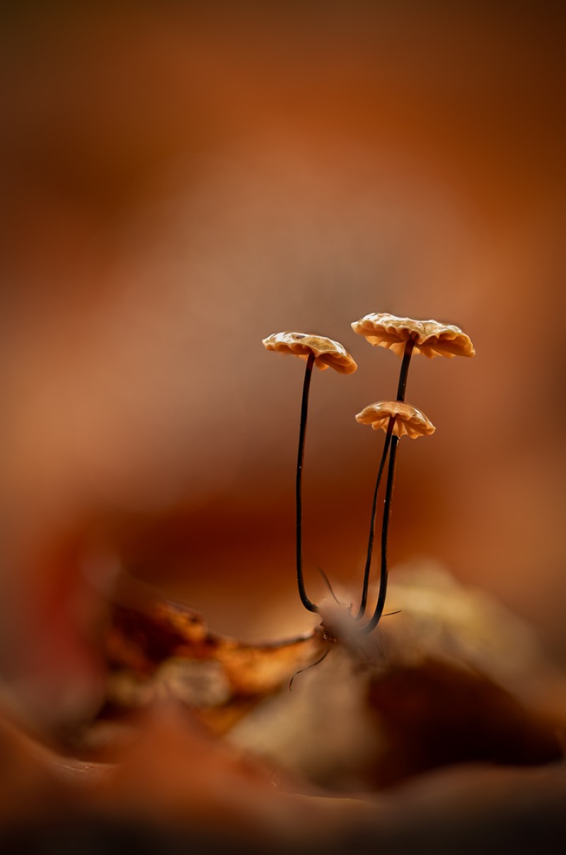 Trio