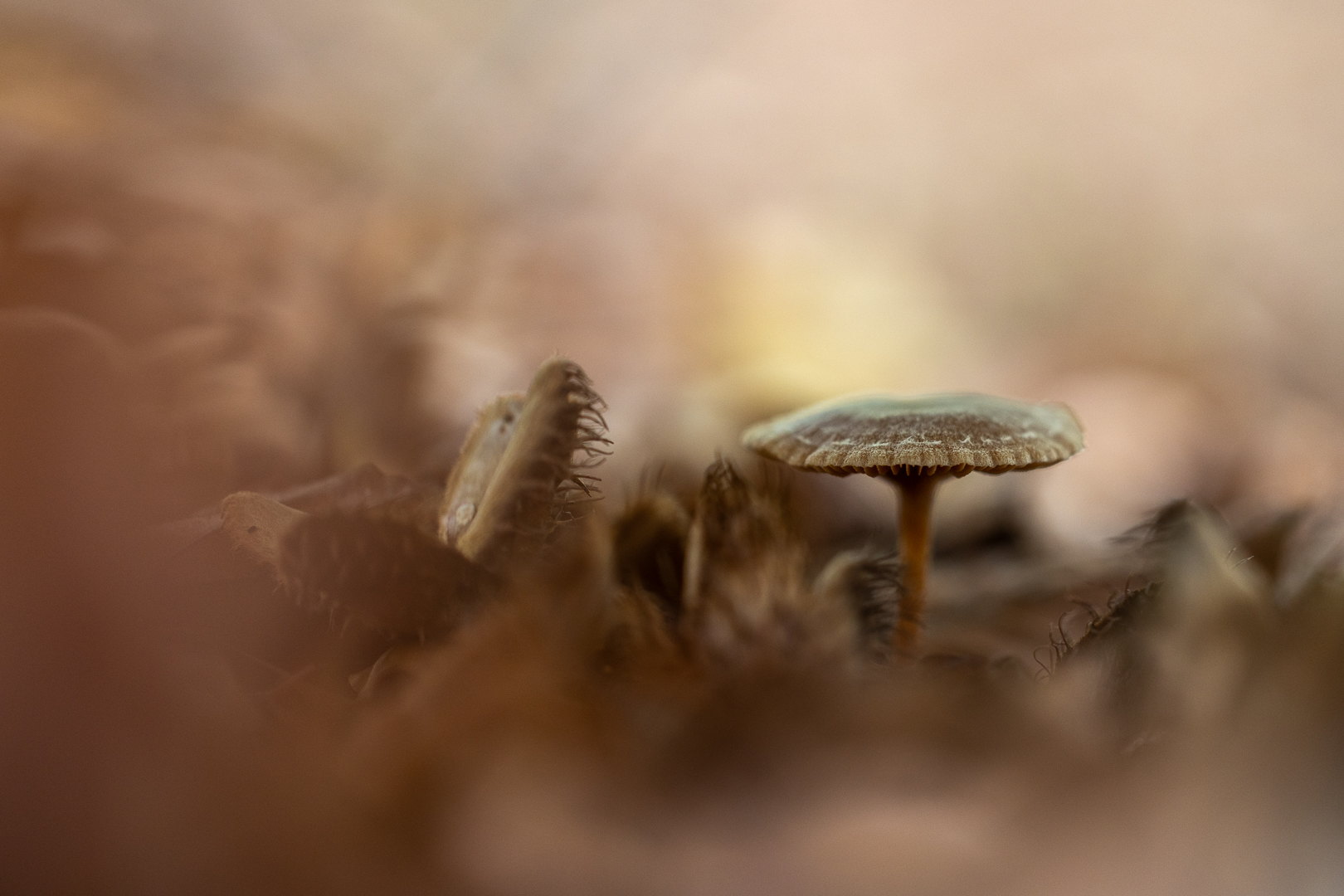 20261016-Wouwse Plantage-96