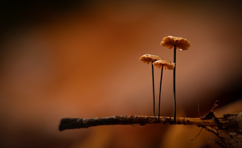 Trio 2