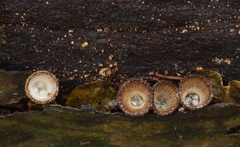 Bekertjes
