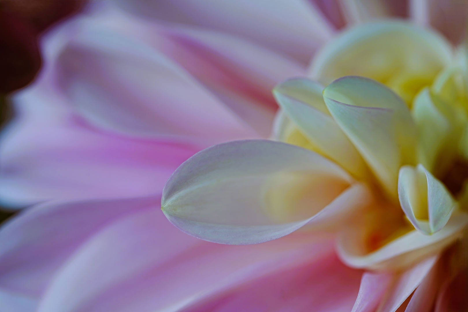DSC01459 DDN Dahlia 21102026 2