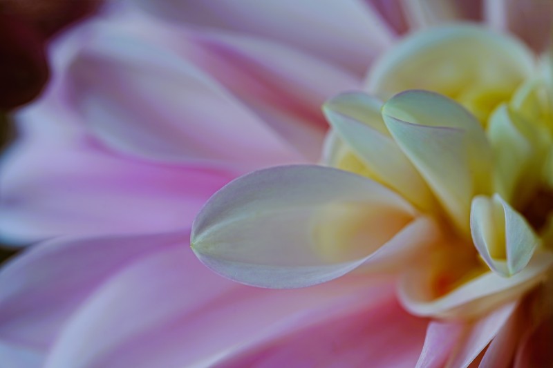 'Dahlia curved petals'
