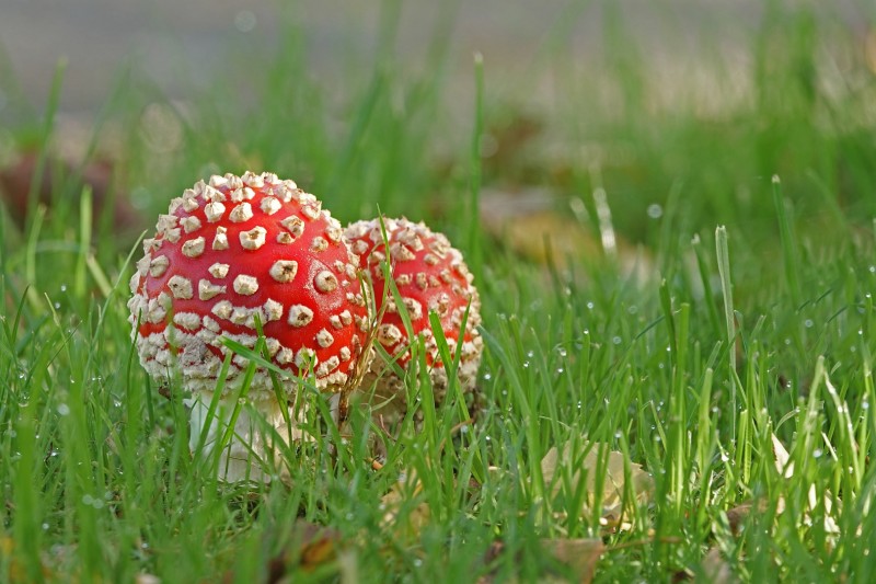 Duo in het gras