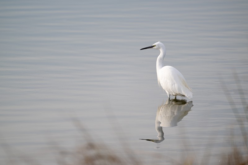 Witte weerspiegeling