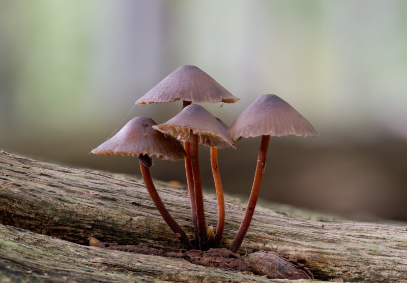 herfst