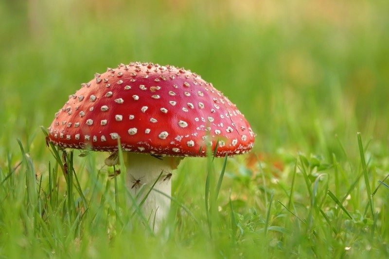 Paddenstoel uit de sprookjes