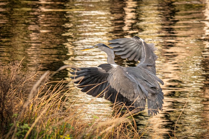 de landing