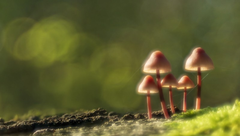 Eenzaam in het bos