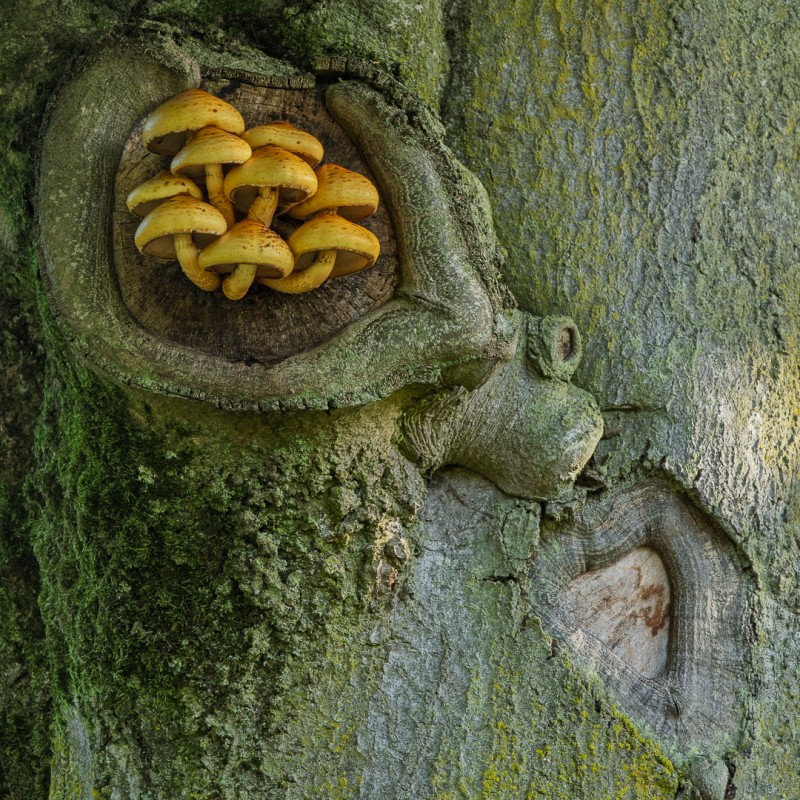 Goudvliesbundelzwam