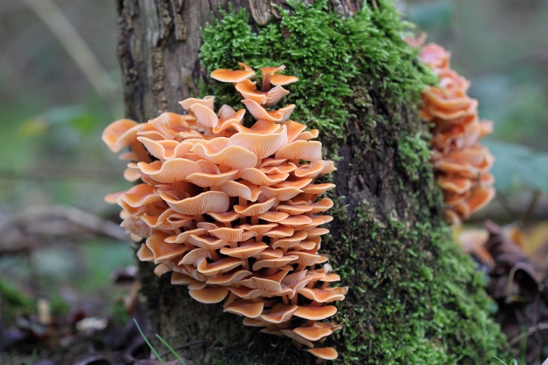 Kleuren in het bos.