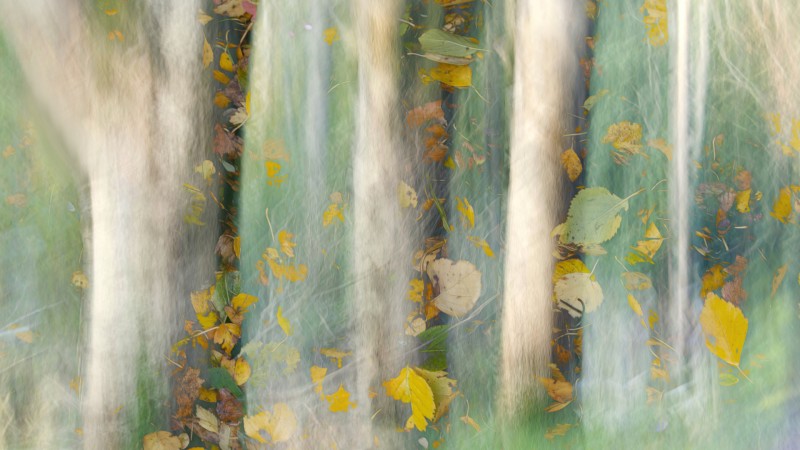 Falling leaves