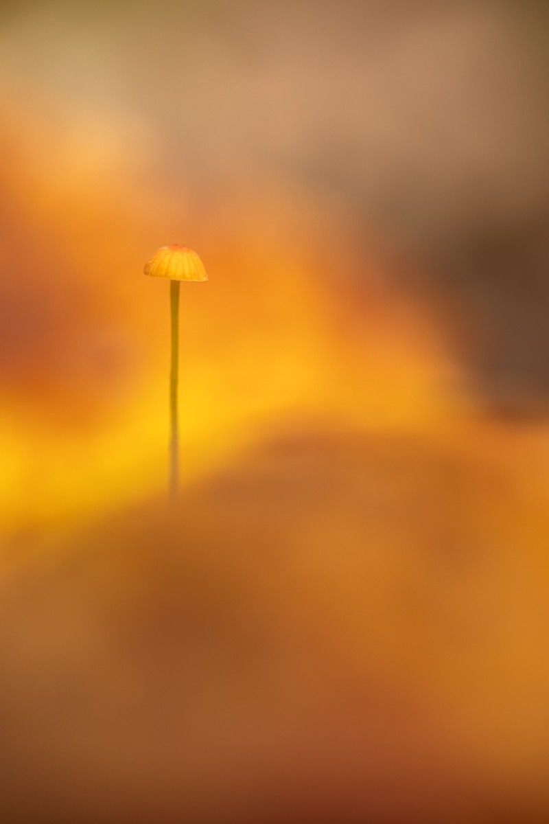 Who's afraid of some Yellow