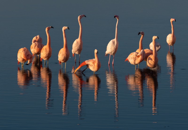 Flamingo's in wintertijd