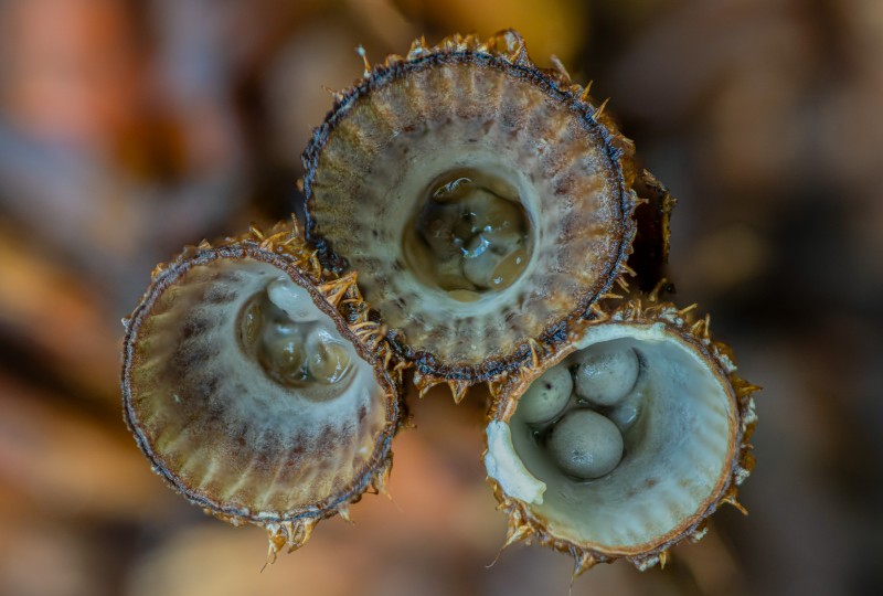 Gestreept nestzwammetje