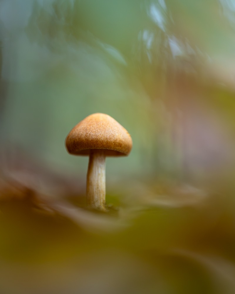 Kleuren van de Herfst