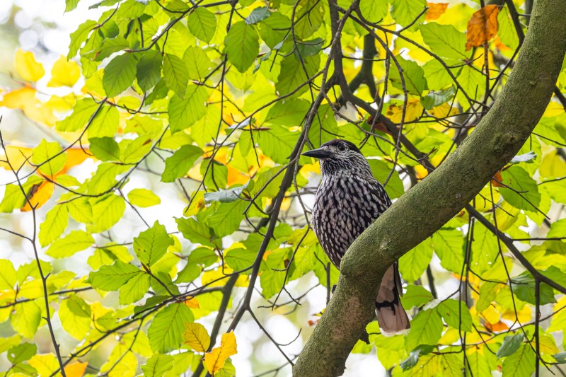 Notenkraker in het bos