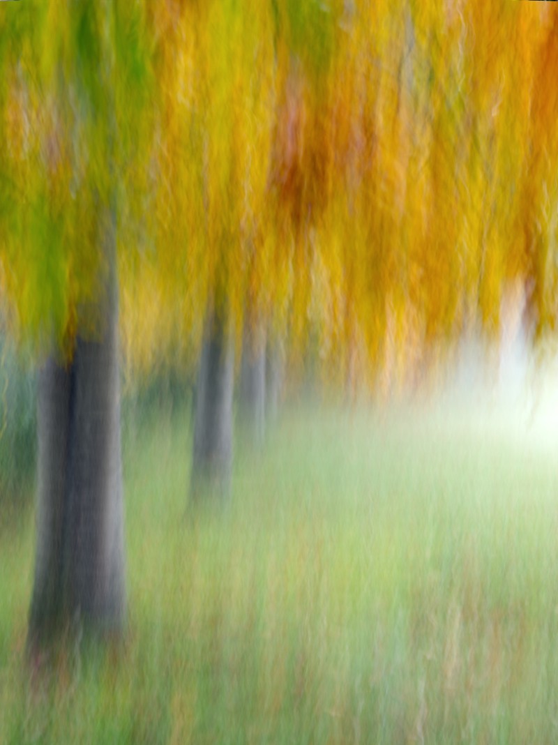Kleurige bomen