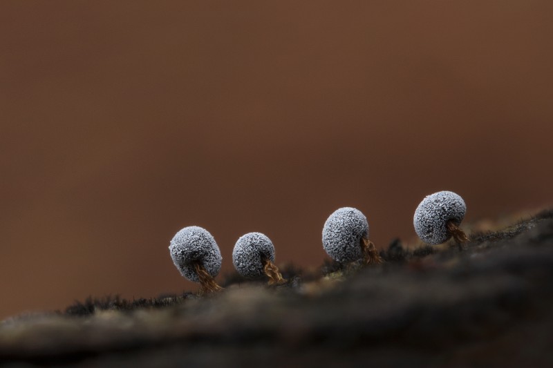 4 x 1,5mm.