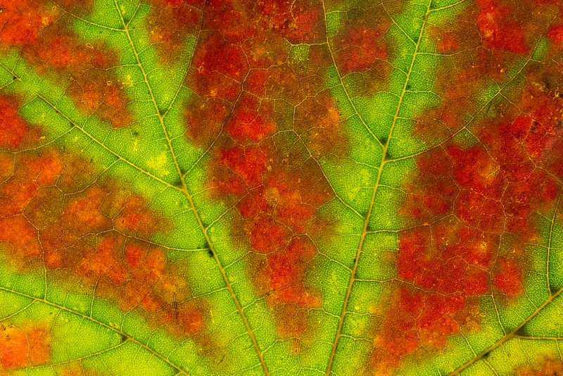 Herfstpalet
