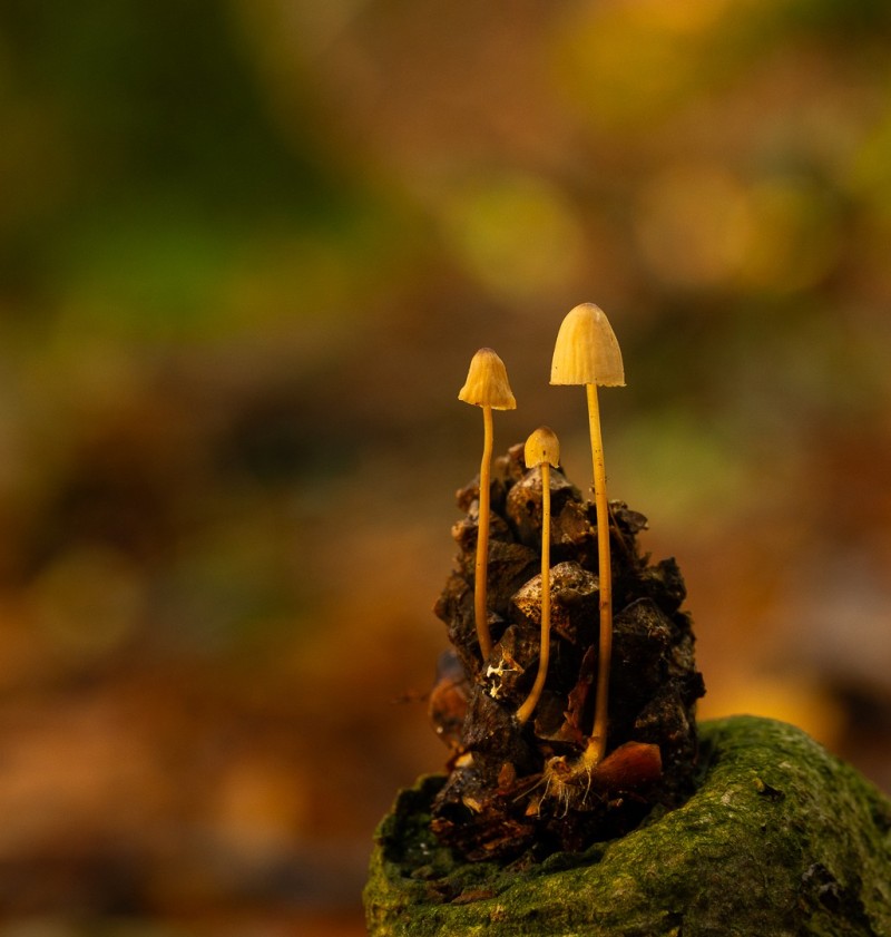 Paddenstoelen in drievoud