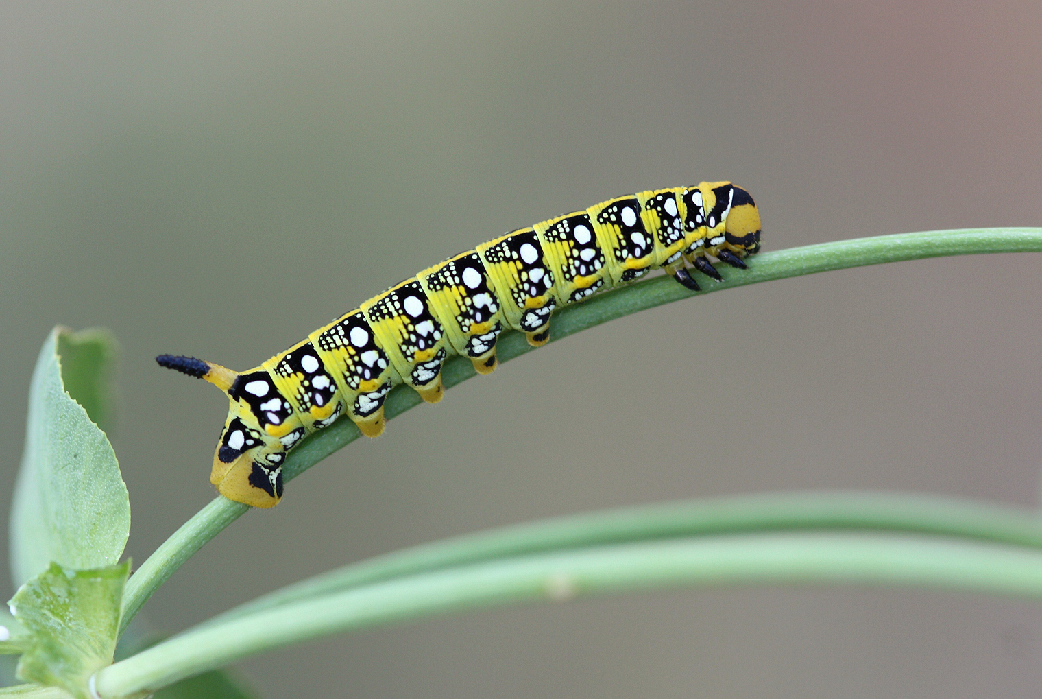 Najac 010z